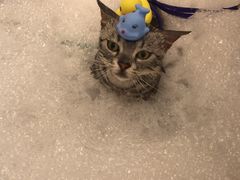 -PETKIT小佩宠物(古北店)
