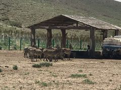 -新疆天山野生动物园
