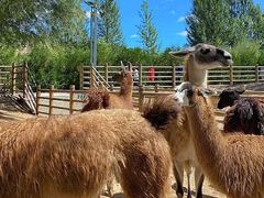 -鄂尔多斯野生动物园