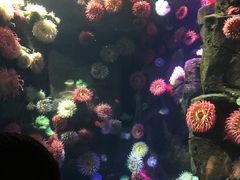 -瑞普利水族馆