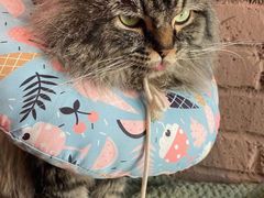 -喵屿·大理花园猫咖