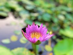 -中国科学院华南植物园
