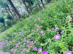 -同里国家湿地公园