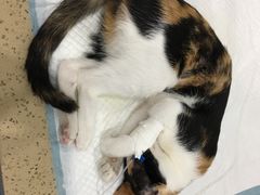 -伟伟宠物医院·CT影像中心·瑞派犬猫综合性门诊(汉口总院)