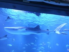 -烟台海昌鲸鲨海洋公园