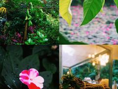 -西双版纳原始森林公园