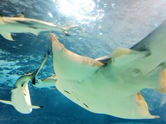 -上海海洋水族馆