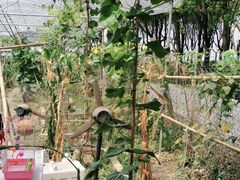 -马陆小张葡萄园农家乐