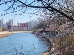 -桃花堤公园