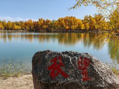 -金塔沙漠胡杨林景区