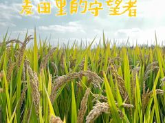 -嘉北郊野公园