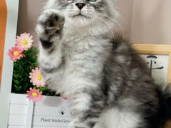 -小猫来了·猫舍(红山六九七九店)