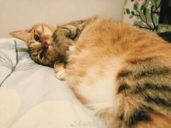 -伟伟宠物医院·CT影像中心·瑞派犬猫综合性门诊(汉口总院)