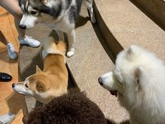 -more than meow吴止猫主题餐厅(承德 中船汇店)