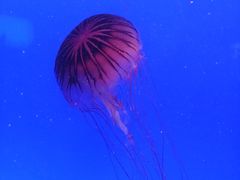 -上海海洋水族馆