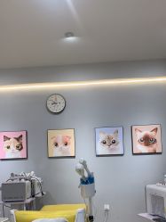 -洗脸猫·洗脸吧