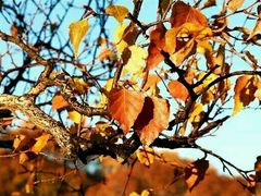 -塞罕坝国家级自然保护区