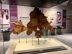 -北京周口店北京人遗址博物馆