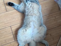 -汪喵宠物医院·骨科心脏影像·犬猫急重症ICU诊疗中心(成华分院)