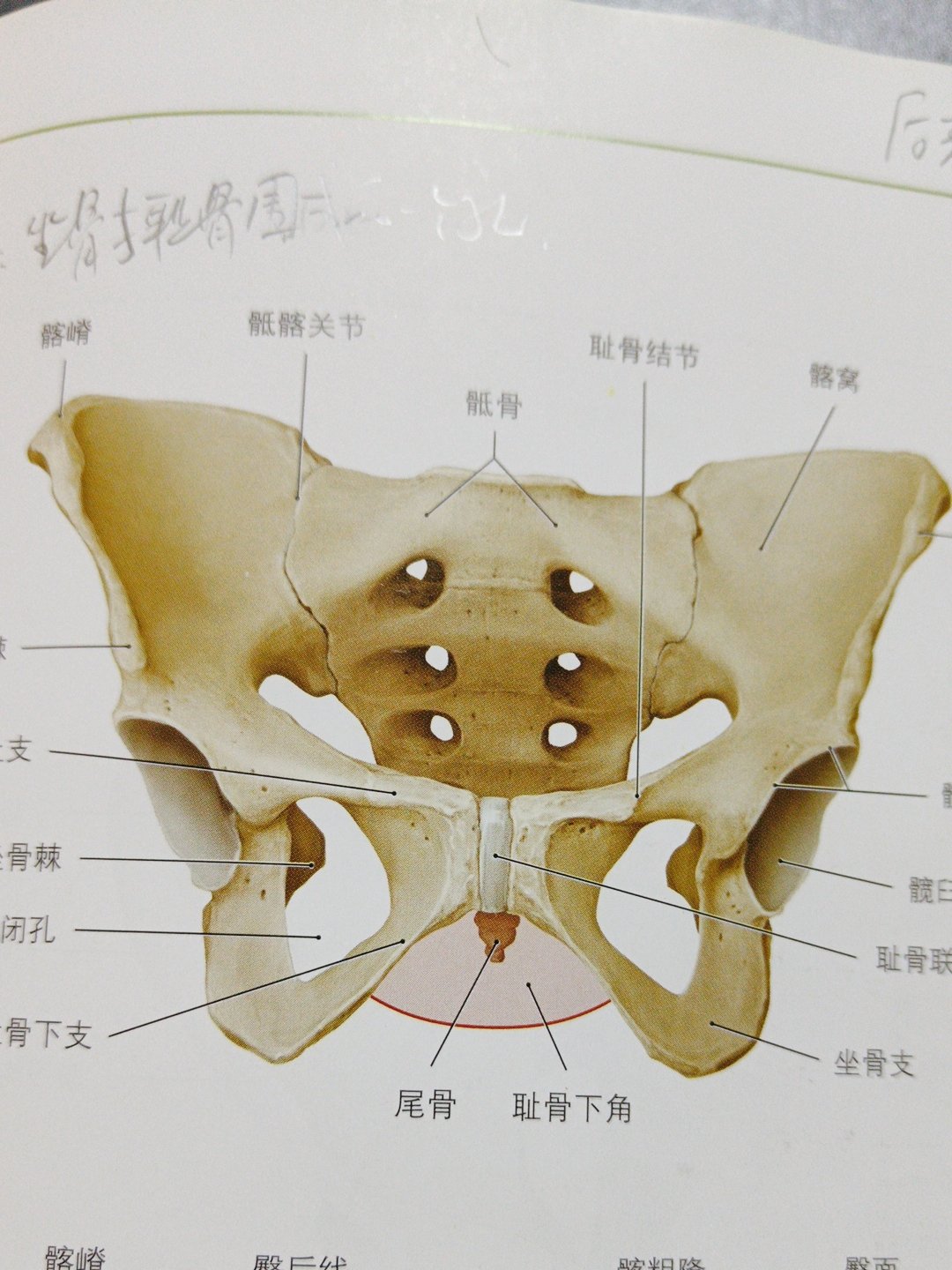 耻骨联合定位图图片