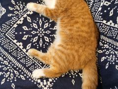 -平行世界·猫咖(首经贸店)