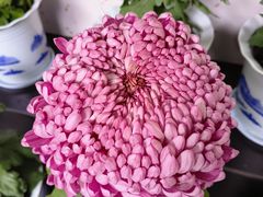 -杭州植物园