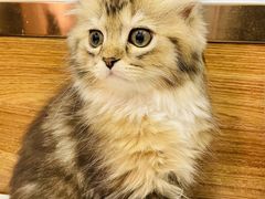 -瑞派·关忠动物医院·异宠专科·犬猫肿瘤·皮肤专科(望京店)