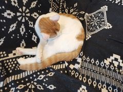 -平行世界·猫咖(首经贸店)