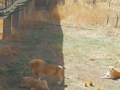 -新疆天山野生动物园