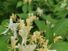 -鲁山国家森林公园