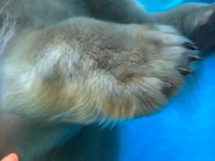 -芜湖新华联大白鲸海洋公园