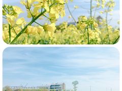 -高东镇樱花园
