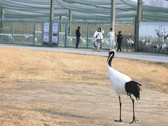 -盐城丹顶鹤湿地生态旅游区