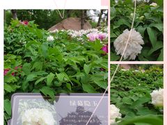 -莲花池公园