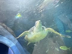 -苏州海洋馆