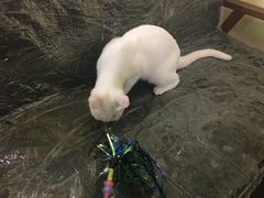-猫色咖啡·猫咖