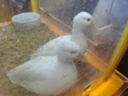 -神奇动物撸宠馆·羊驼·小浣熊·异宠(豫园店)