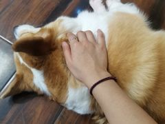 -豆柴町-柴犬主题狗咖(红鼎国际C座店)
