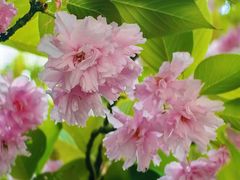 -上海佘山国家森林公园天马山园