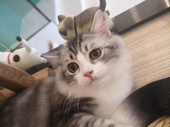 -飞行喵MR PILOT|猫舍·猫咖(静安大融城店)