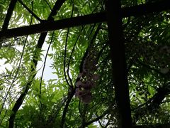 -嘉定紫藤园