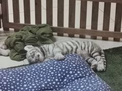 -清迈夜间动物园