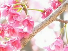 垂丝海棠-圆通禅寺