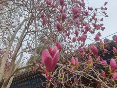 -潭柘寺景区
