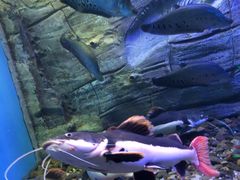 -芜湖新华联大白鲸海洋公园