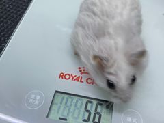 -爱侣宠医·鹦鹉专科·小型哺乳类·异宠专科(灵石路店)