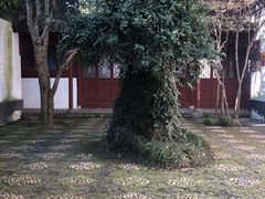 -上海醉白池公园