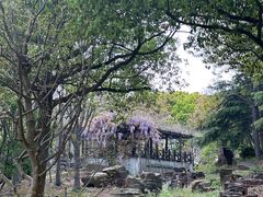 -上海鲜花港