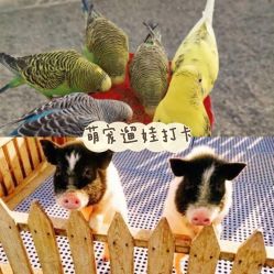 -萌宠亲子动物乐园(槐房万达店)