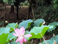 -上海滨江森林公园